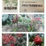 花椒苗嫁接无刺花椒苗，大红袍花椒苗，狮子头，保证品种