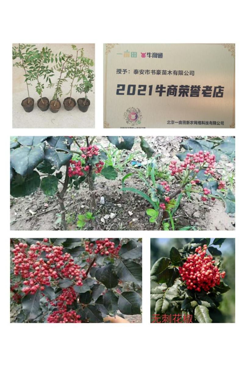 花椒苗嫁接无刺花椒苗，大红袍花椒苗，狮子头，保证品种