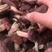 野生红菇伏牛山区优质特产，支持一件代发，量大从优