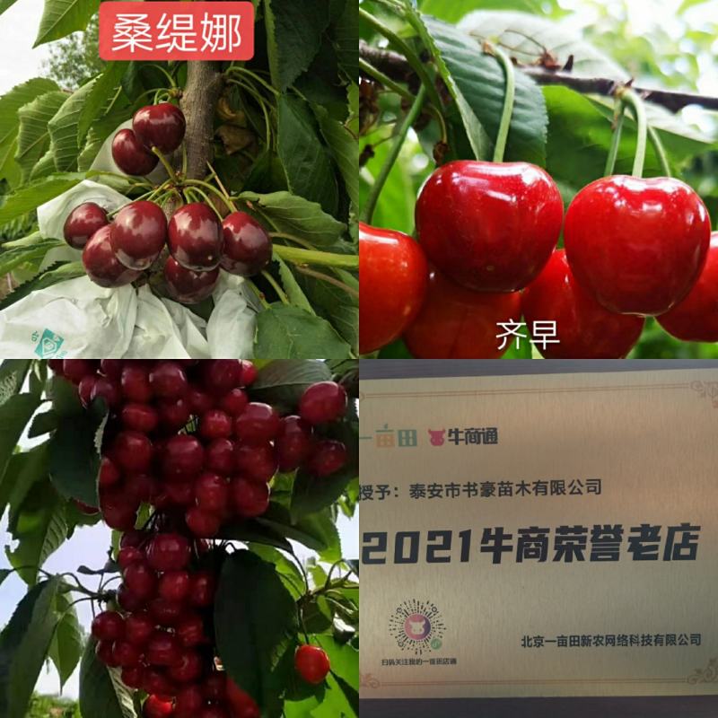 樱桃苗齐早鲁樱3号俄罗斯8号车厘子辉煌美早品种齐全