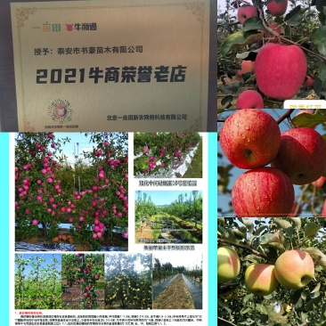水蜜桃苹果苗,红思尼克苹果苗,瑞雪,秦脆苹果苗香妃苹果苗