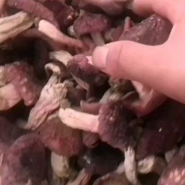 精品【野生片状天然红菇】口感鲜美量大从优产地直发