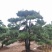 精品造型松质量优良价格实惠