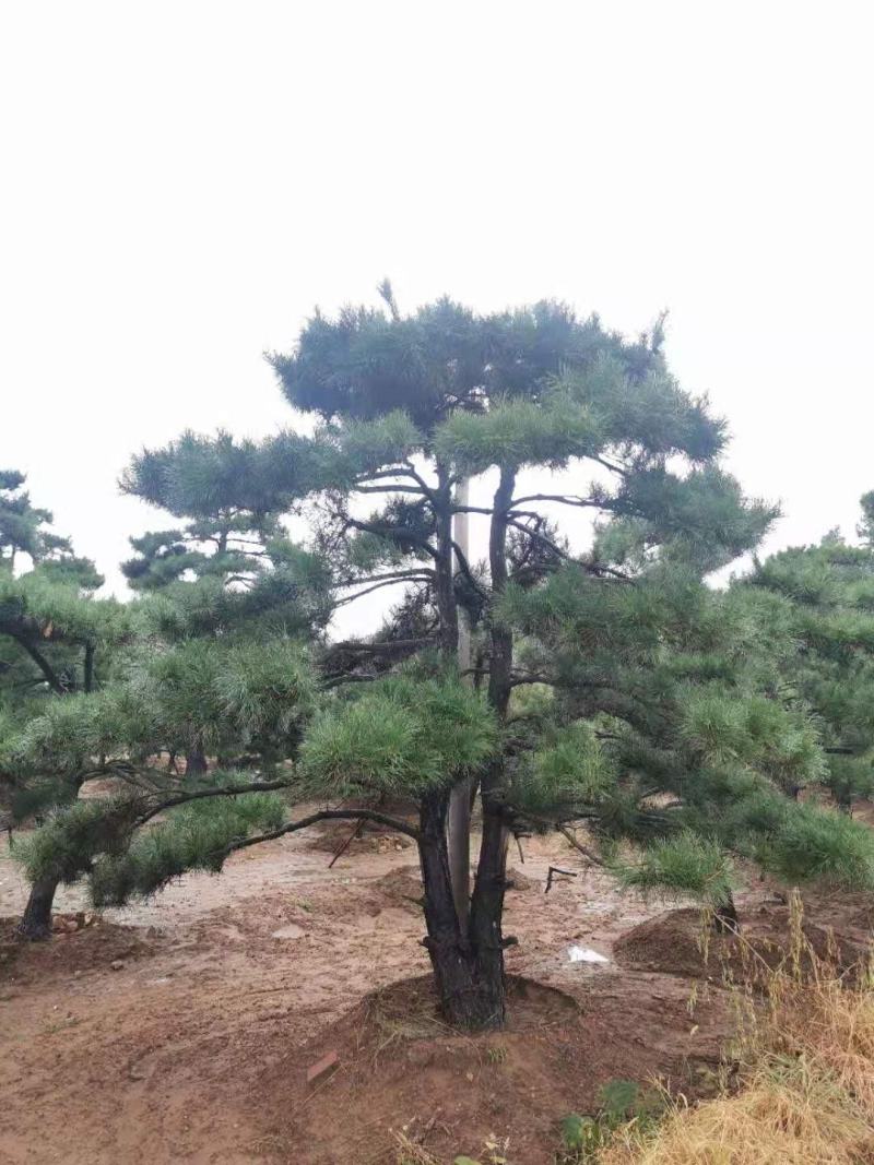 精品造型松质量优良价格实惠