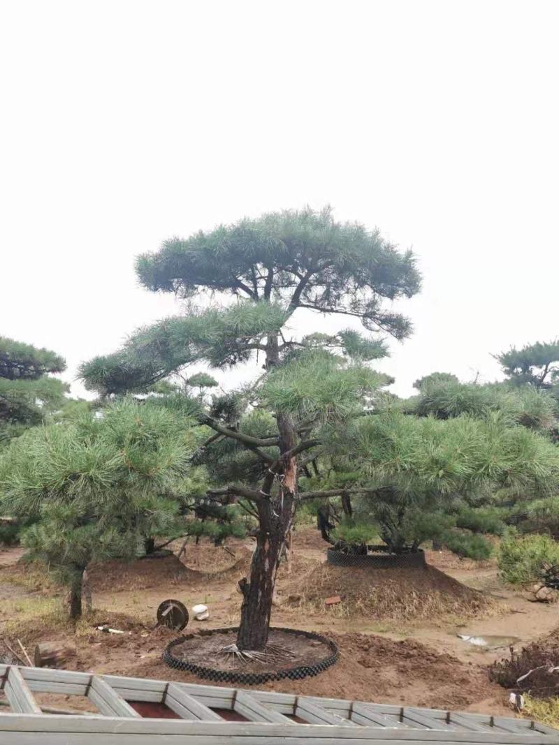 精品造型松质量优良价格实惠