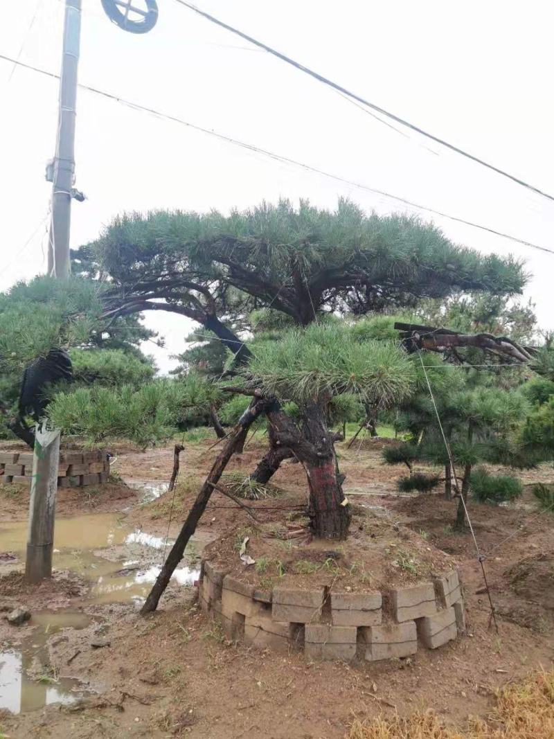 精品造型松质量优良价格实惠