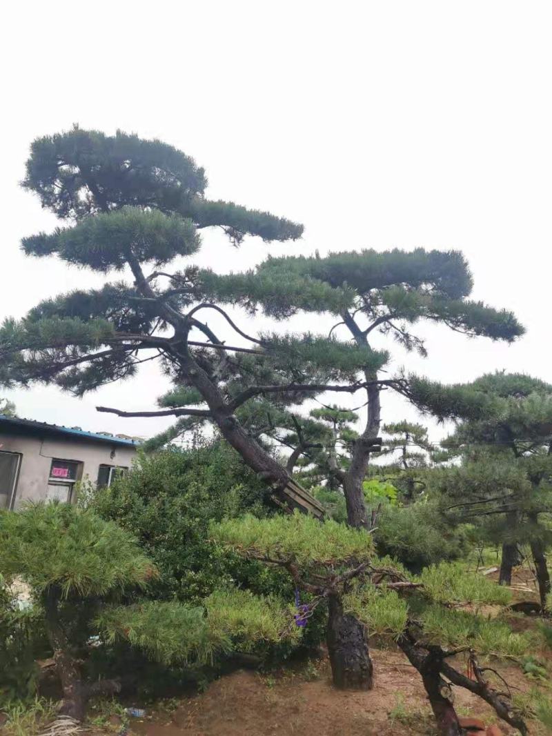 精品造型松质量优良价格实惠