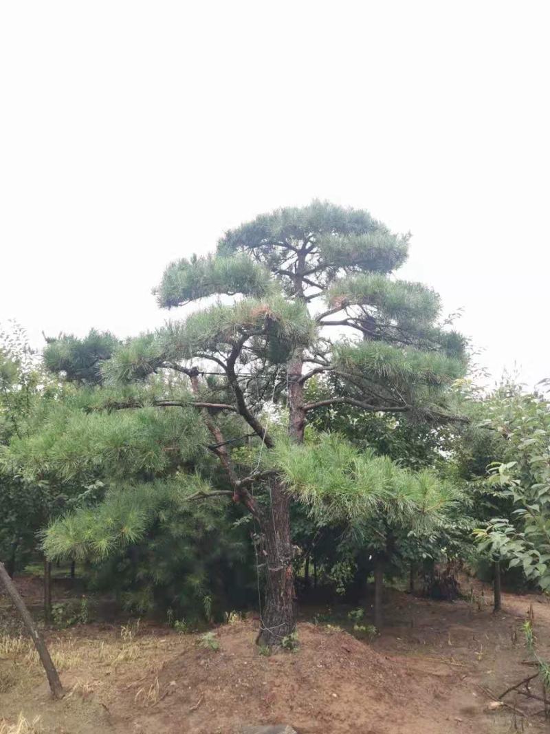 精品造型松质量优良价格实惠