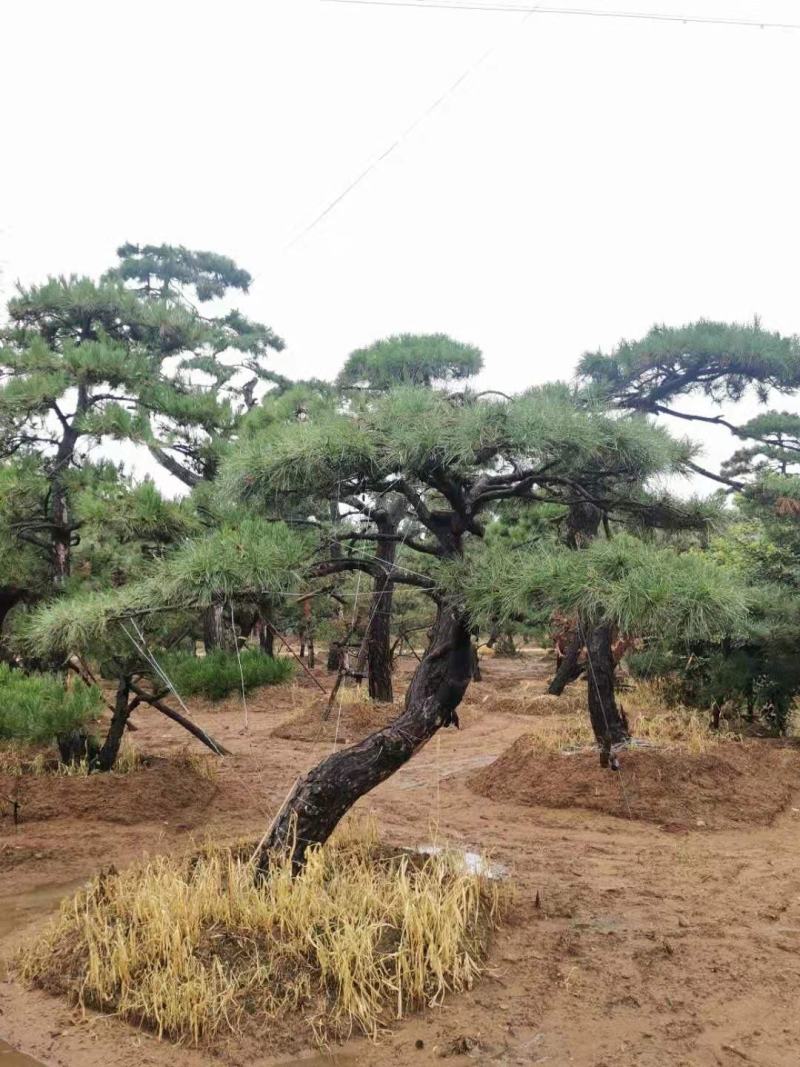精品造型松质量优良价格实惠