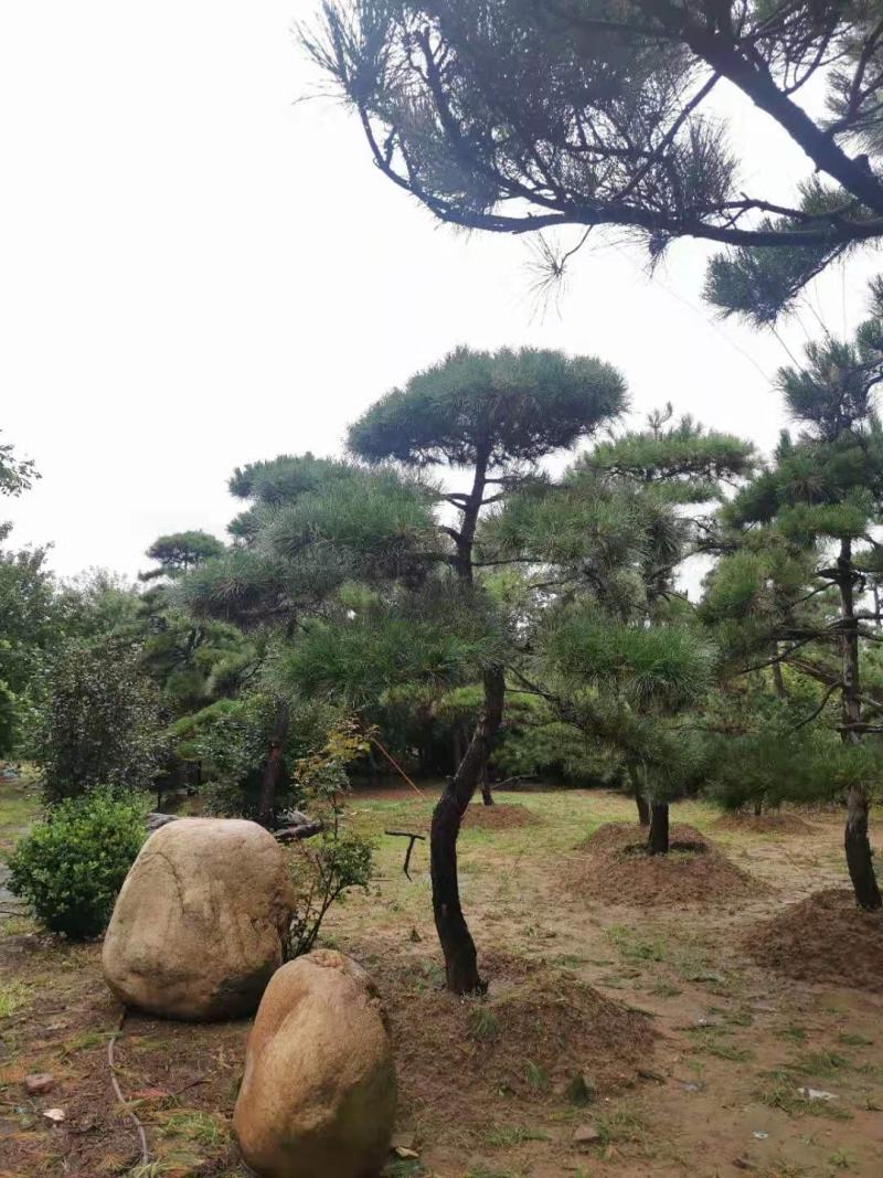 精品造型松质量优良价格实惠