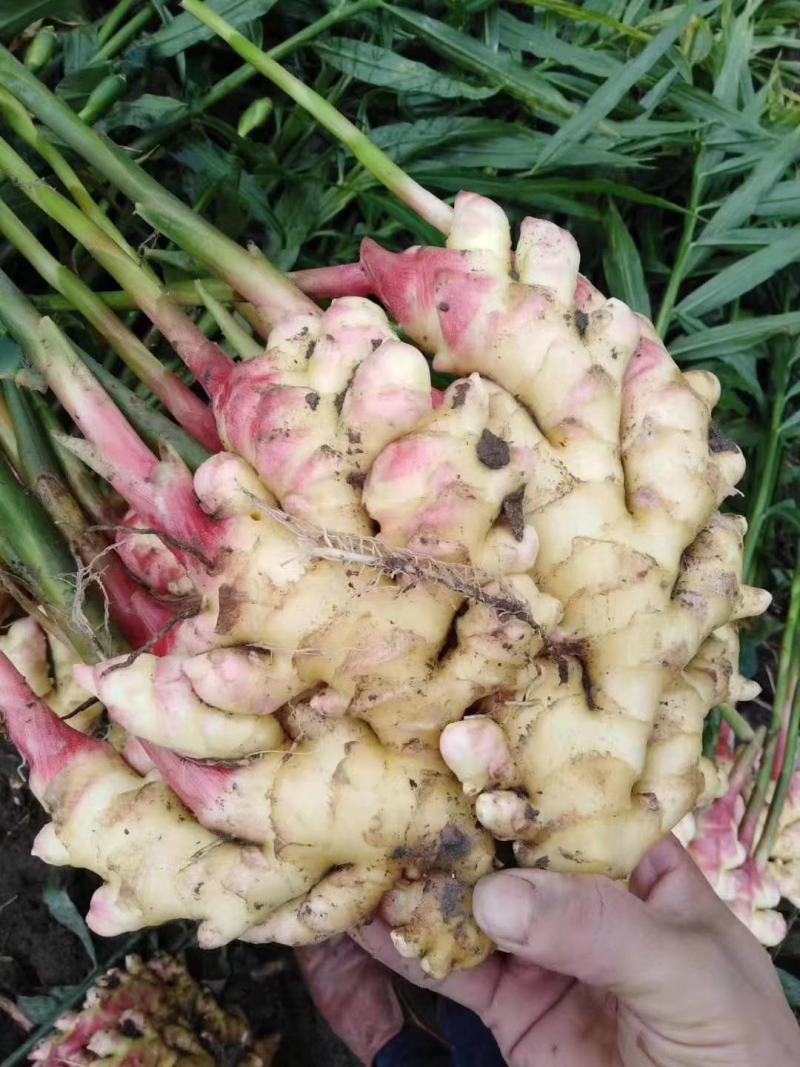 红芽鲜姜子姜大量出售，价格便宜，支持全国各地发货。