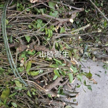 山楂树寄生