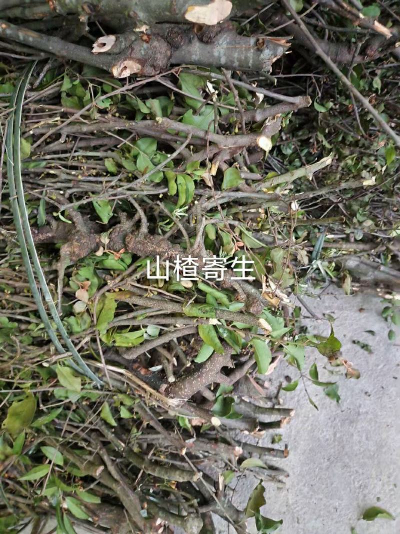 山楂树寄生