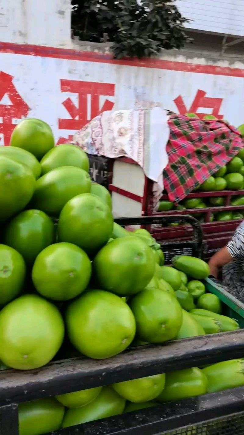 精品青茄子，产地直销，一手货源，全国代发诚信经营