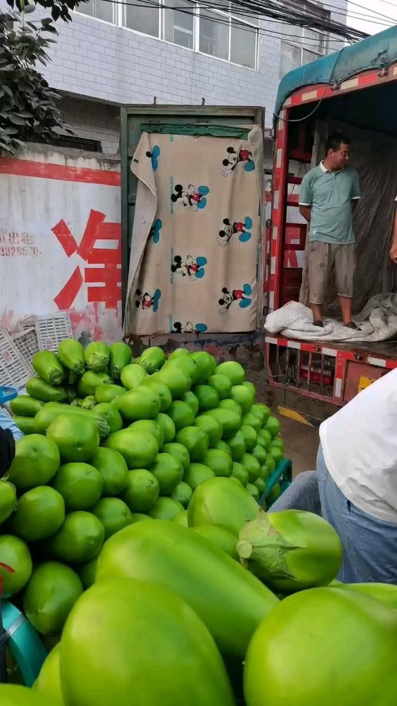 精品青茄子，产地直销，一手货源，全国代发诚信经营