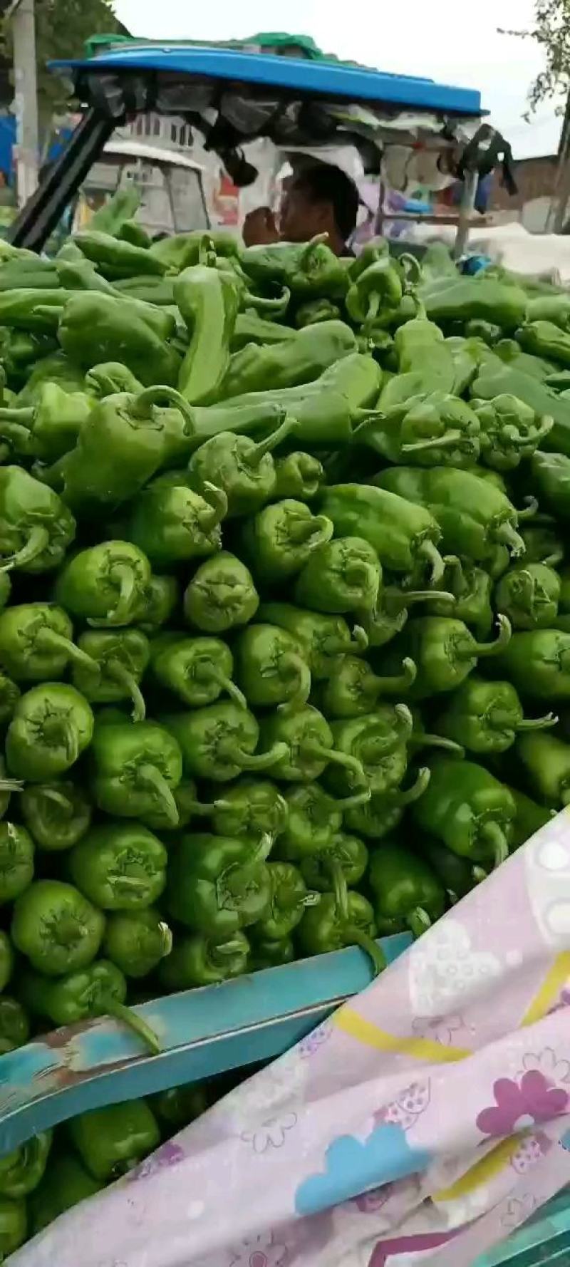 精品泡椒，货量充足，一手货源，全国代发诚信经营。