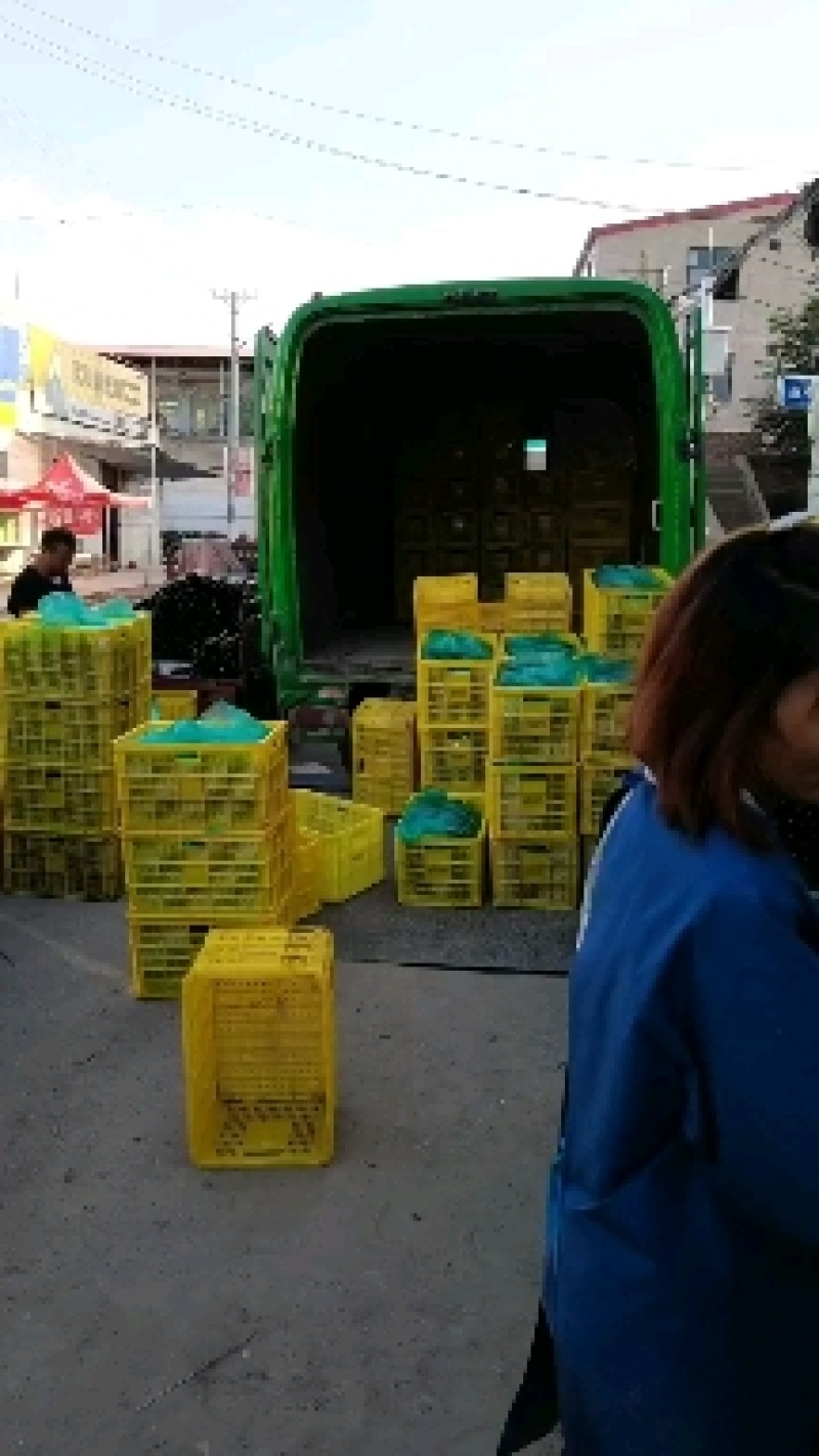 精品泡椒，货量充足，一手货源，全国代发诚信经营。