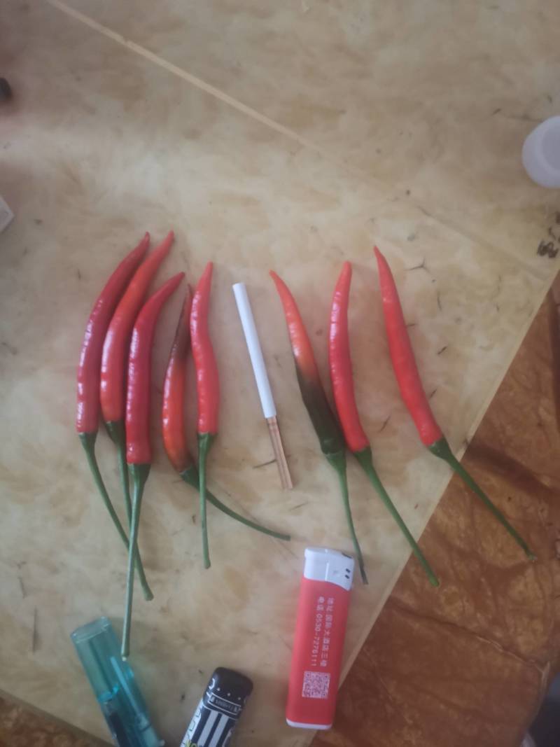 线椒