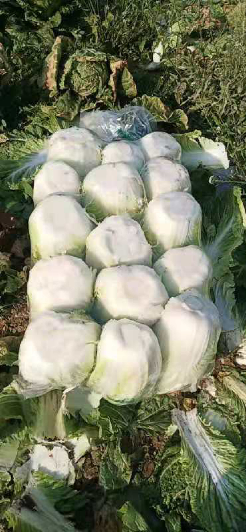 优质，黄心，矮棵，白菜大量供应，欢迎新老客户前来选购