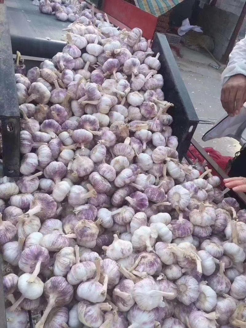 【晨宝种业】大蒜种子红根蒜苗种子包回收提供技术指导