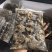 批发零售黑蜗牛