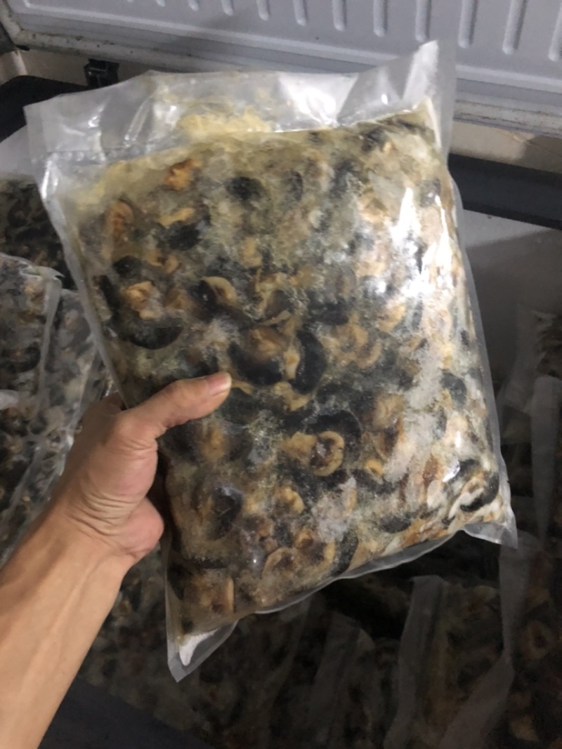 批发零售黑蜗牛