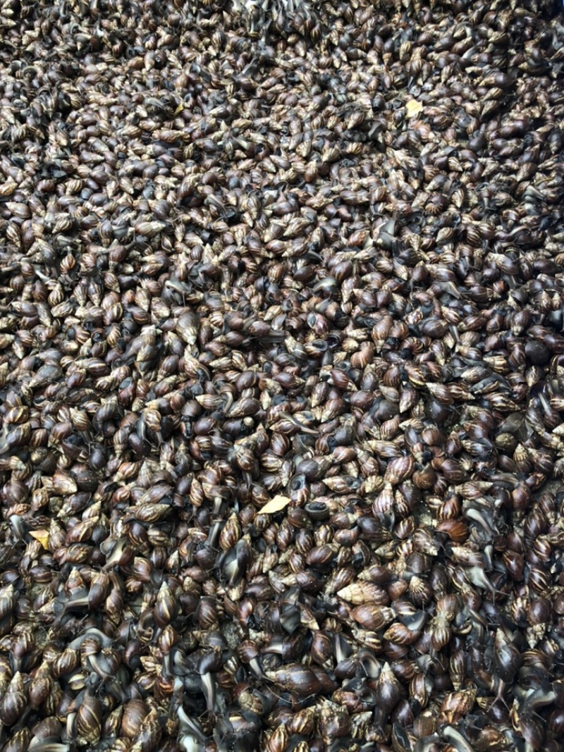 批发零售黑蜗牛