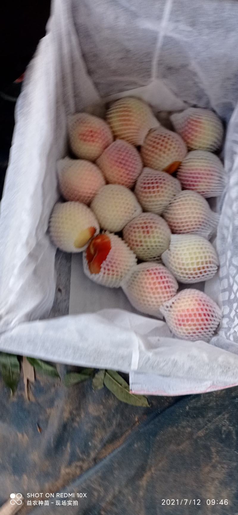 优系红不软甜水蜜桃，糖分15个以上，4两起步，量大优惠