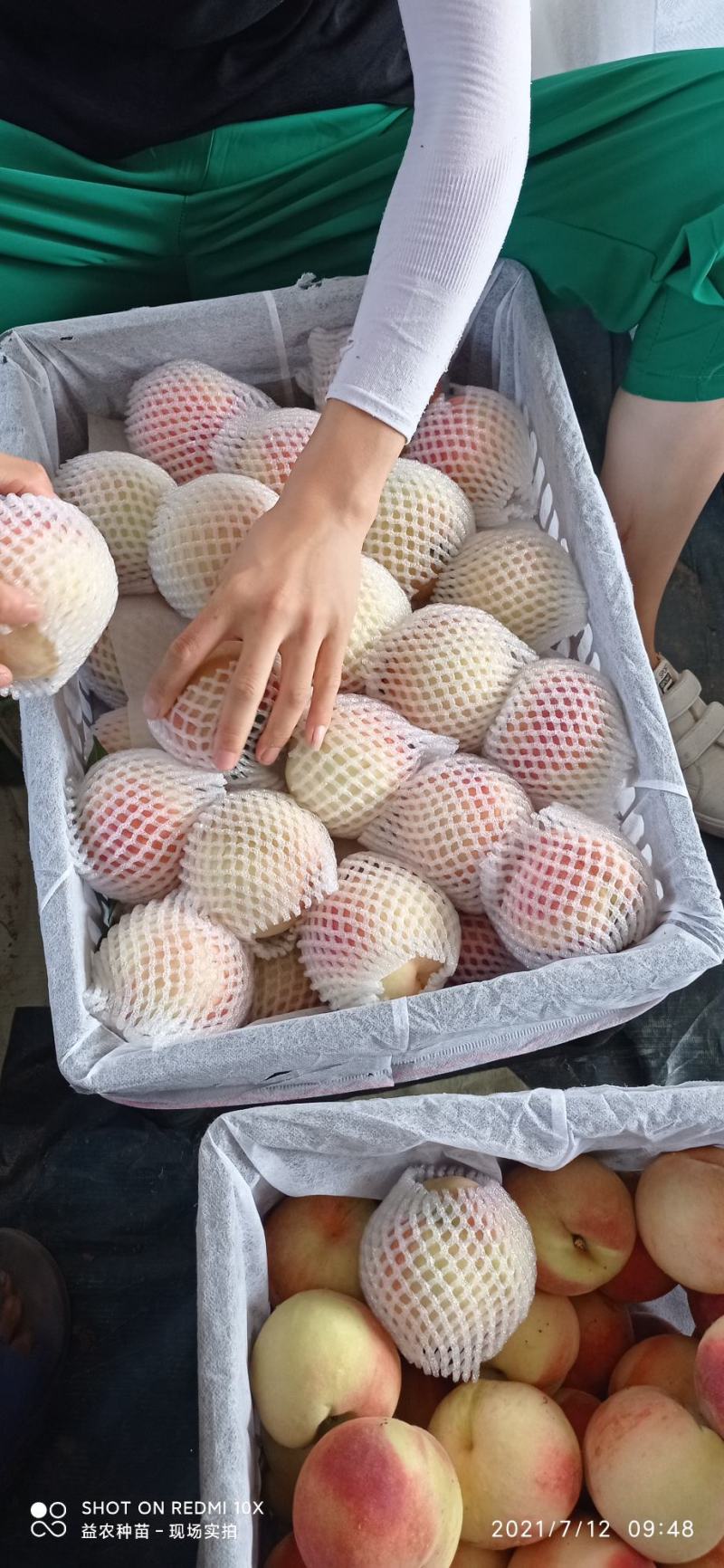 优系红不软甜水蜜桃，糖分15个以上，4两起步，量大优惠