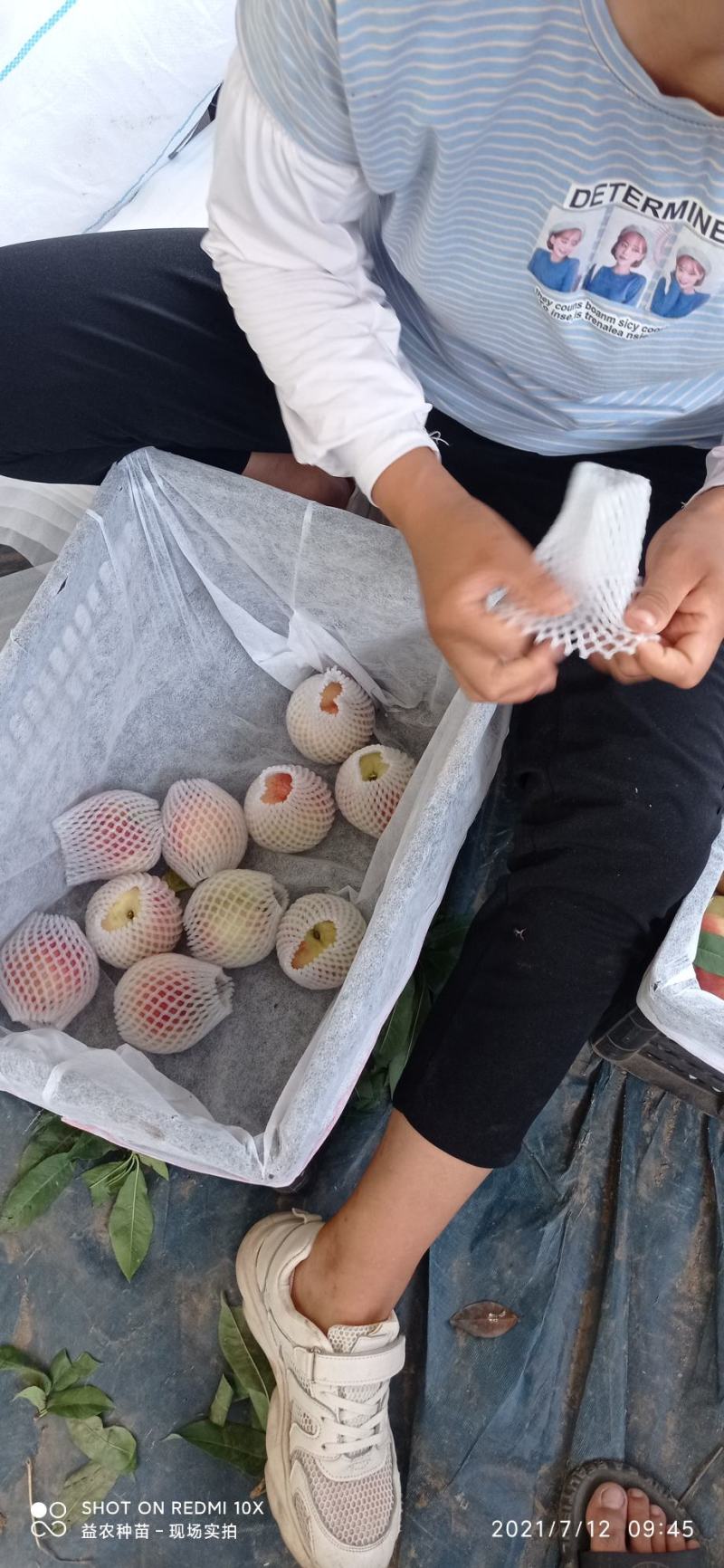 优系红不软甜水蜜桃，糖分15个以上，4两起步，量大优惠