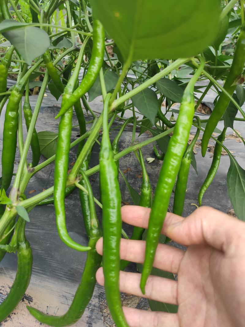 大量供应各种辣椒