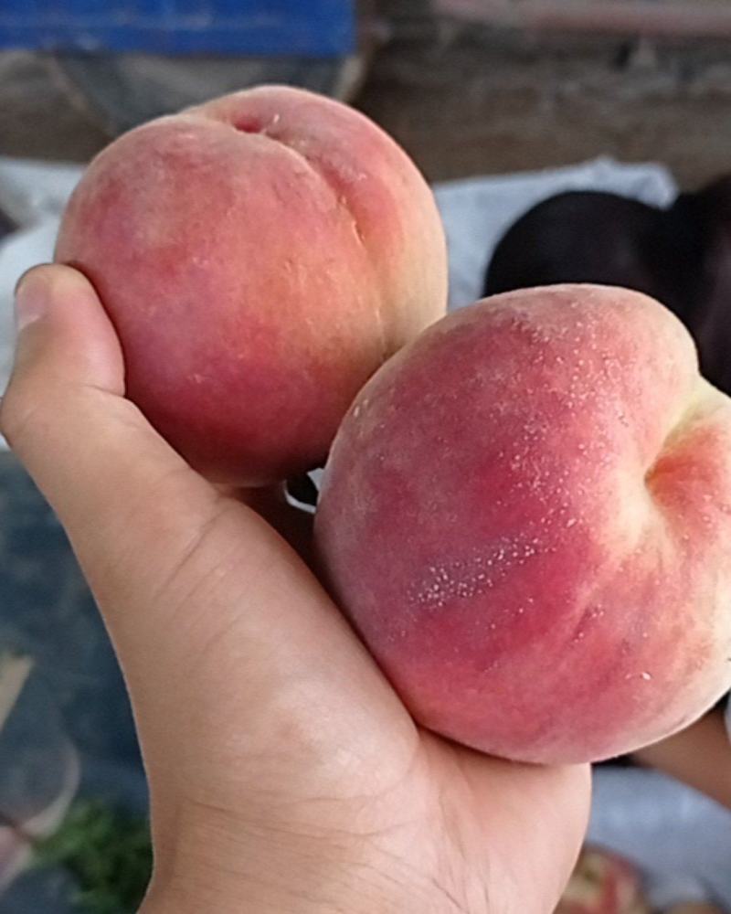 优系红不软甜水蜜桃，糖分15个以上，4两起步，量大优惠
