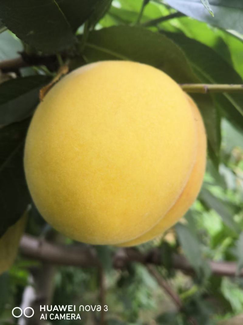 安徽优质黄金蜜桃，基地直供，汁多果甜，价格优惠，欢迎咨询！
