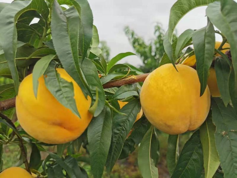 安徽优质黄金蜜桃，基地直供，汁多果甜，价格优惠，欢迎咨询！