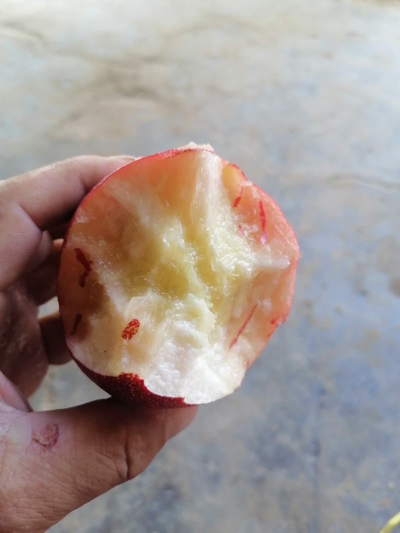中油20，6号油桃，个大，味甜，白肉，开始预定！
