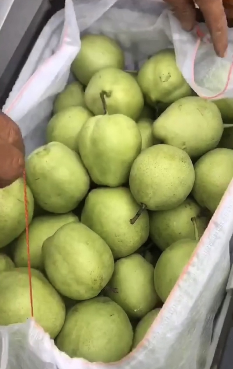 梨，早酥梨🍐大量现货供应，几毛钱一斤，口感嘎嘎甜