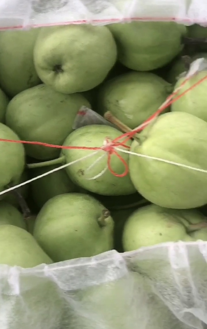 梨，早酥梨🍐大量现货供应，几毛钱一斤，口感嘎嘎甜