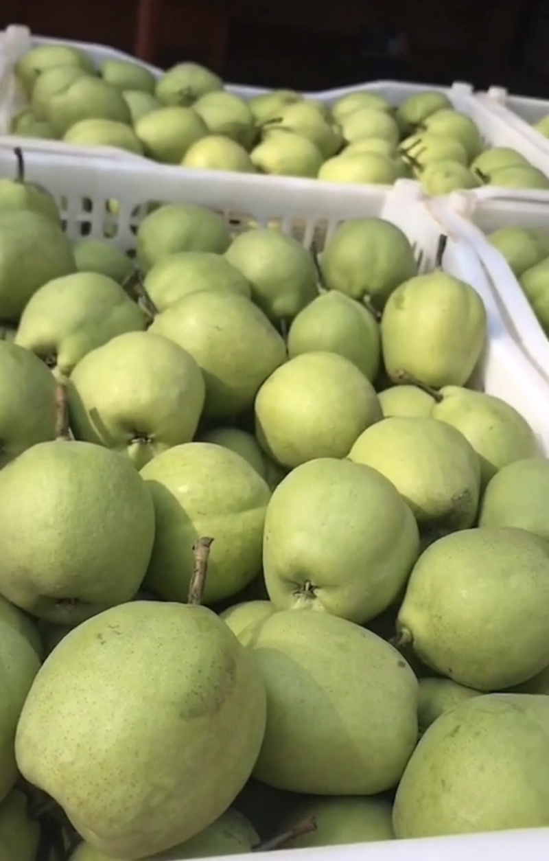 梨，早酥梨🍐大量现货供应，几毛钱一斤，口感嘎嘎甜