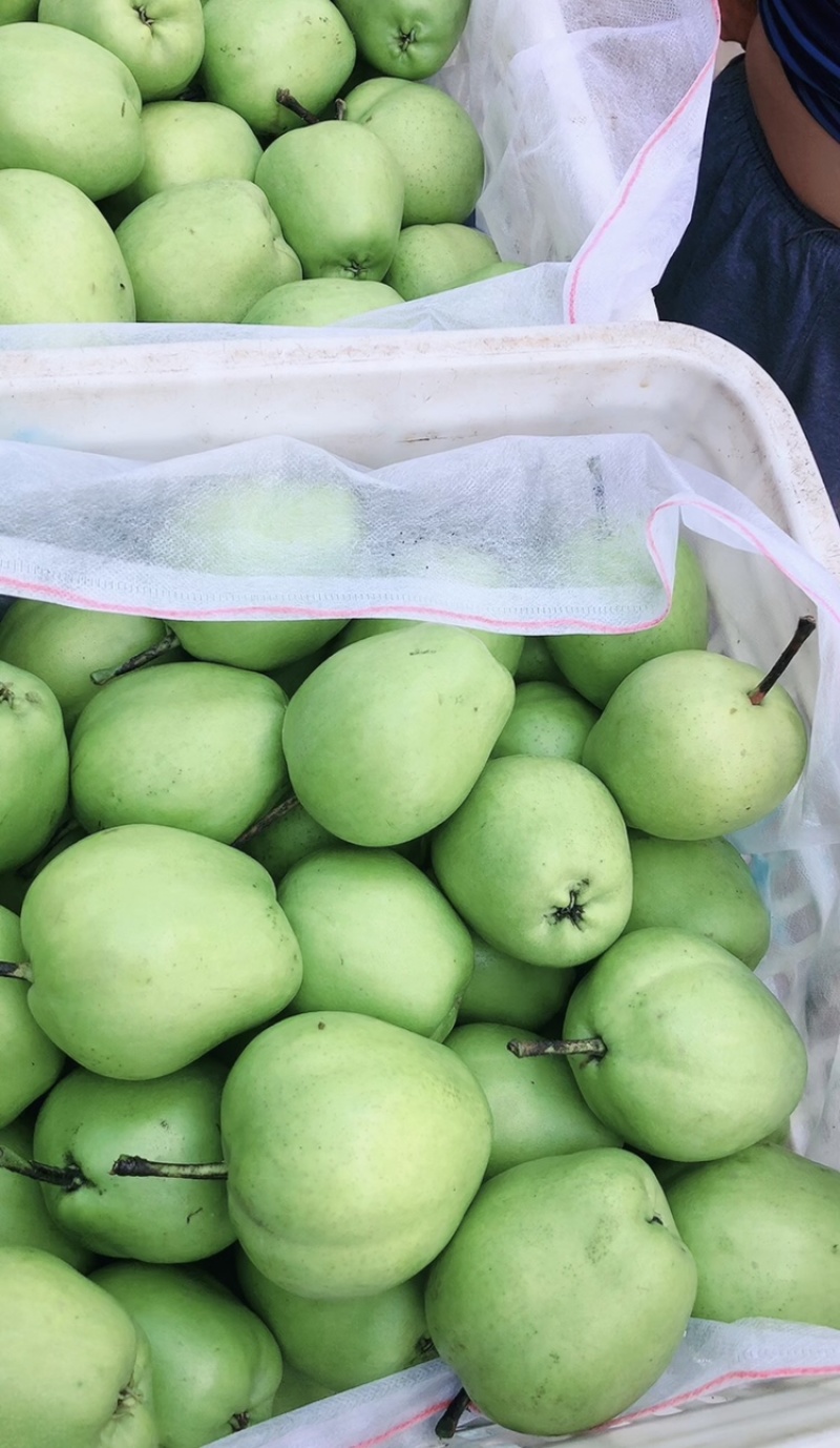 梨，早酥梨🍐大量现货供应，几毛钱一斤，口感嘎嘎甜