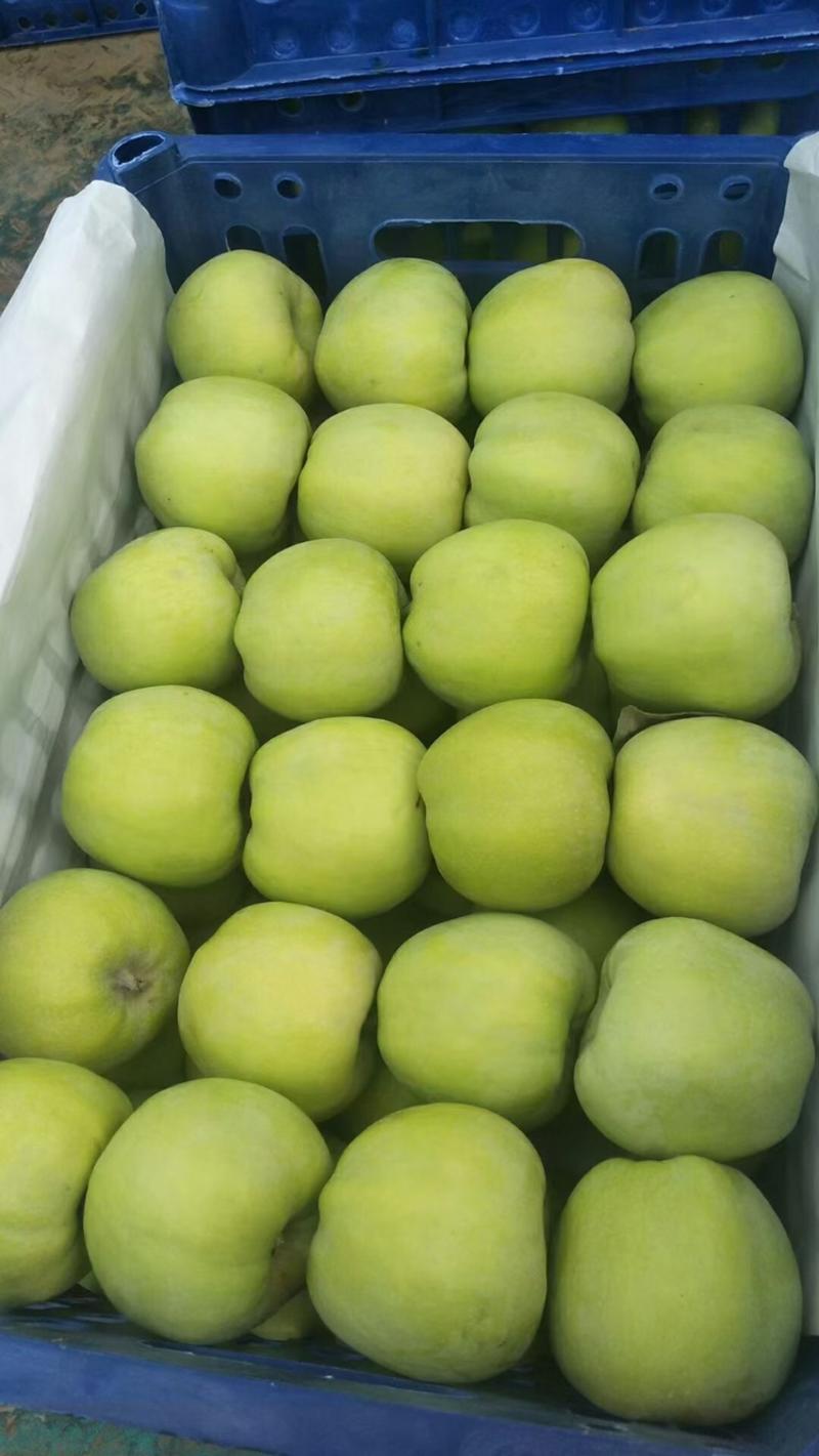 青苹果，藤木苹果，大量上市口感脆甜！适合电商，批发零售！