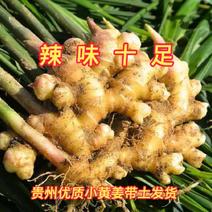 【有好货】贵州优质小黄姜一件，产地直发