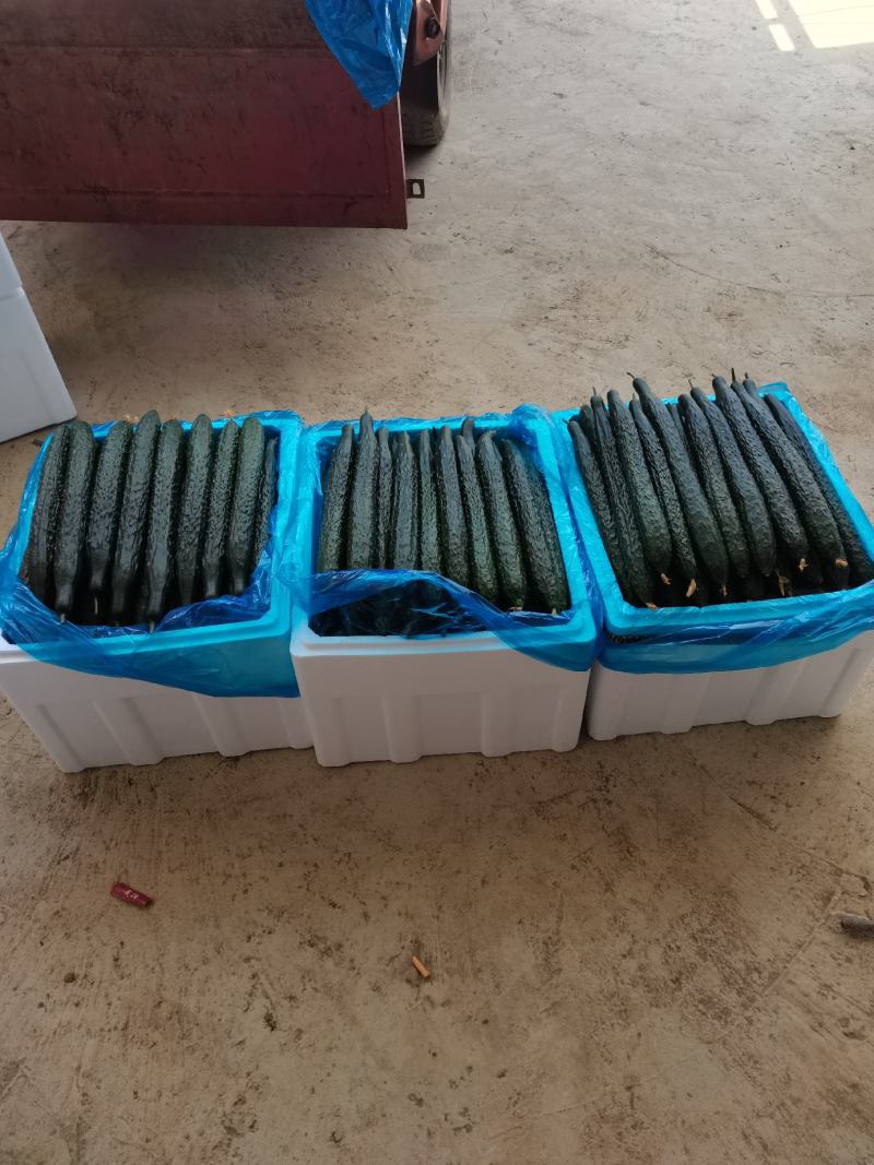 贵州露天黑油密刺青瓜