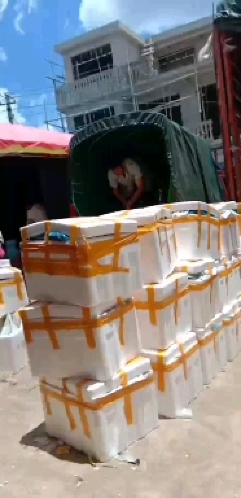 贵州露天黑油密刺青瓜