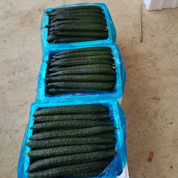 贵州露天黑油密刺青瓜