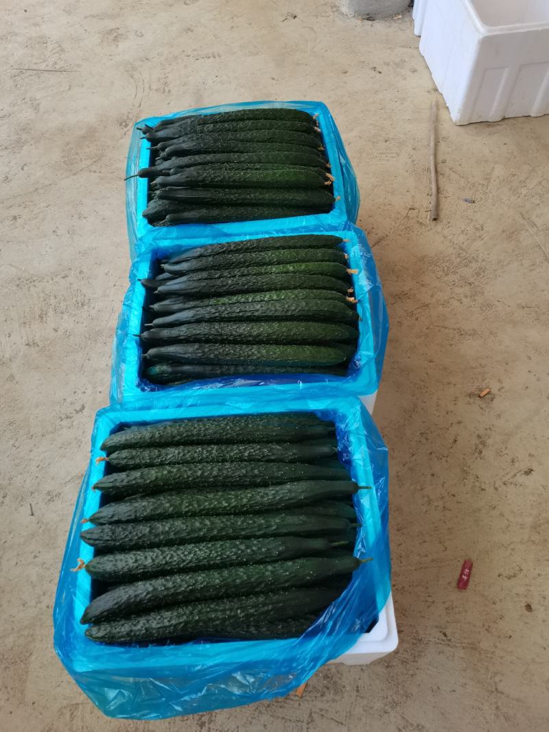 贵州露天黑油密刺青瓜