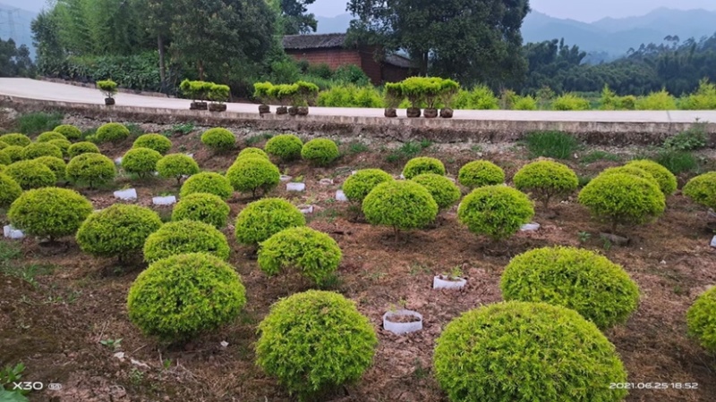 草坪基地直销