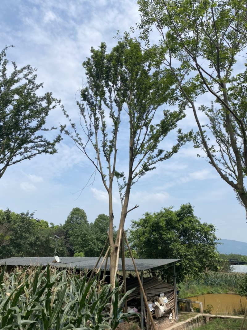 草坪基地直销