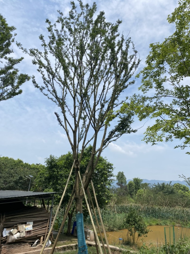 草坪基地直销