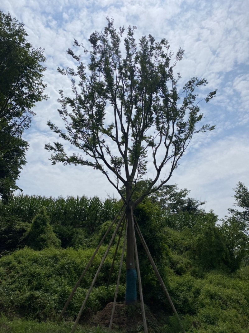 草坪基地直销