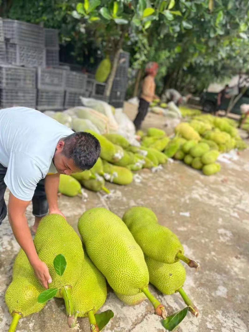 云南西双版纳菠萝蜜大量上市对接市场超市电商加工厂